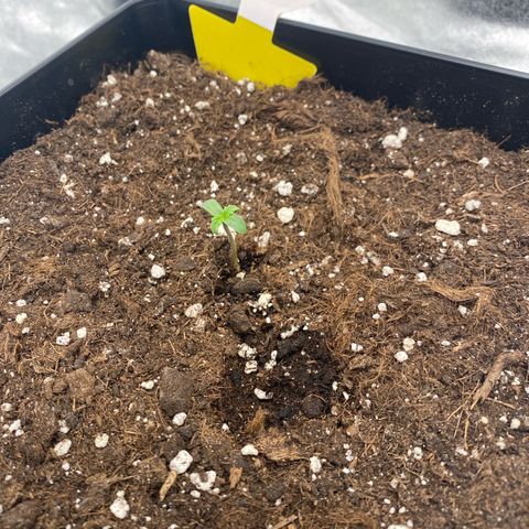 Milky Way growlog timeline photo