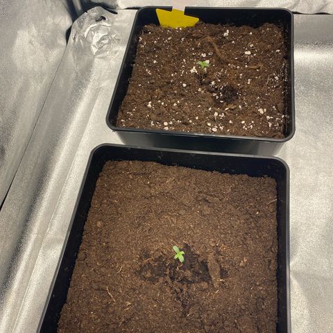 Milky Way growlog timeline photo