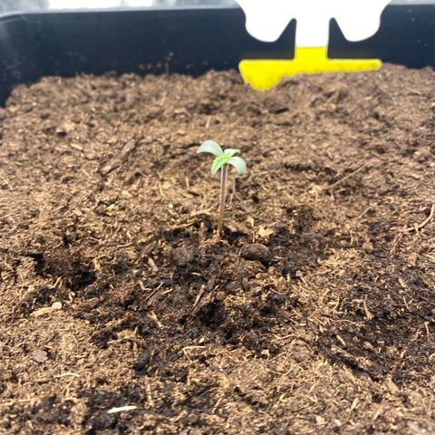 Royal Gorilla Automatic  growlog timeline photo