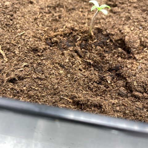 Milky Way growlog timeline photo