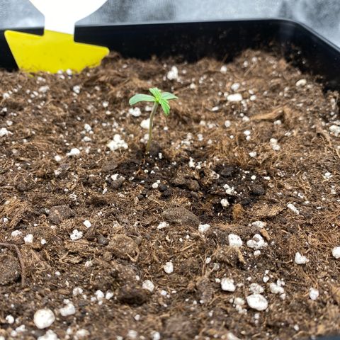 Milky Way growlog timeline photo