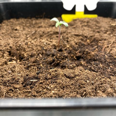 Royal Gorilla Automatic  growlog timeline photo
