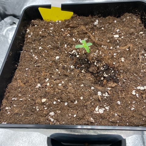Milky Way growlog timeline photo