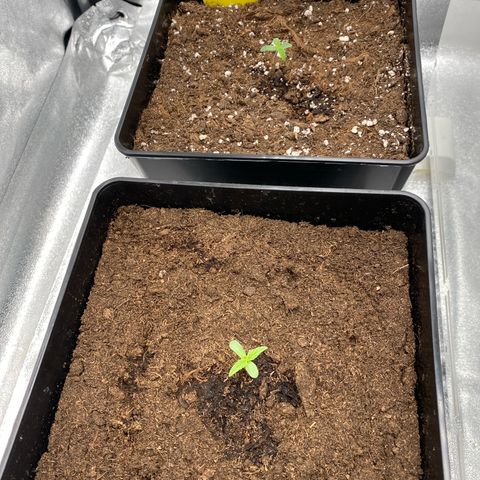 Milky Way growlog timeline photo