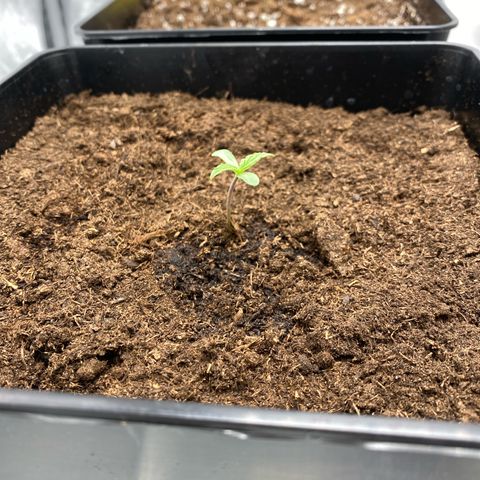 Milky Way growlog timeline photo