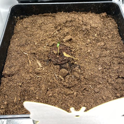 Royal Gorilla Automatic  growlog timeline photo