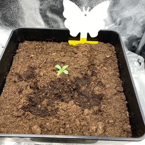 Royal Gorilla Automatic  growlog timeline photo