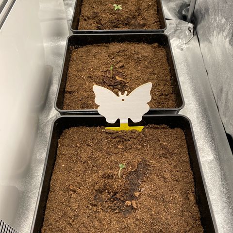 Royal Gorilla Automatic  growlog timeline photo