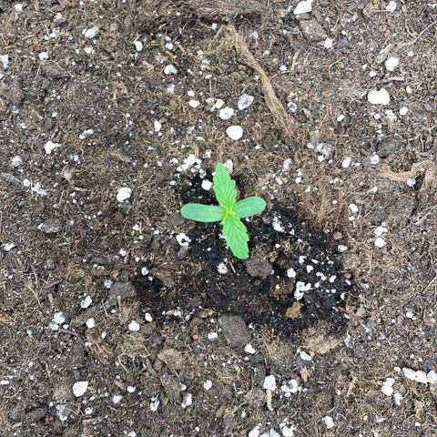 Milky Way growlog timeline photo