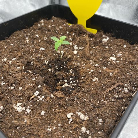 Milky Way growlog timeline photo