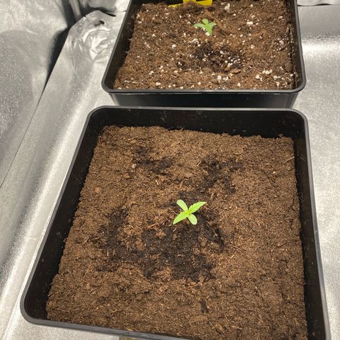 Milky Way growlog timeline photo