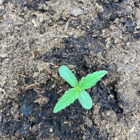Milky Way growlog timeline photo