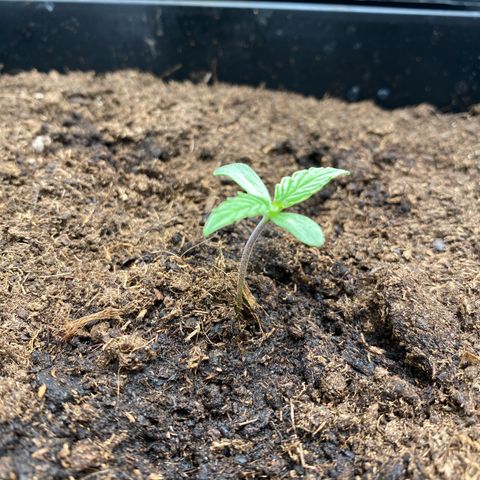 Milky Way growlog timeline photo