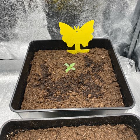 Royal Gorilla Automatic  growlog timeline photo