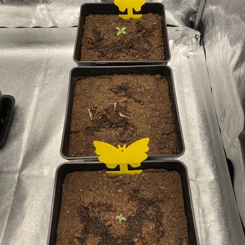 Royal Gorilla Automatic  growlog timeline photo