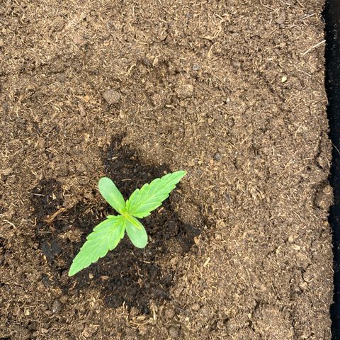 Milky Way growlog timeline photo