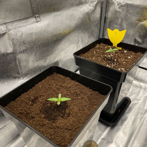 Milky Way growlog timeline photo