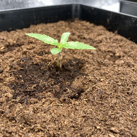 Milky Way growlog timeline photo