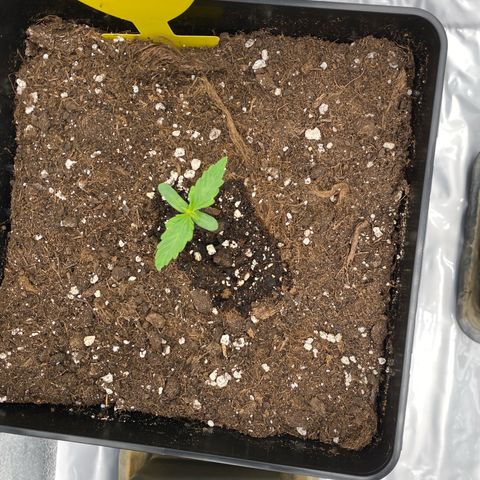 Milky Way growlog timeline photo
