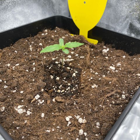 Milky Way growlog timeline photo