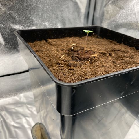 Royal Gorilla Automatic  growlog timeline photo