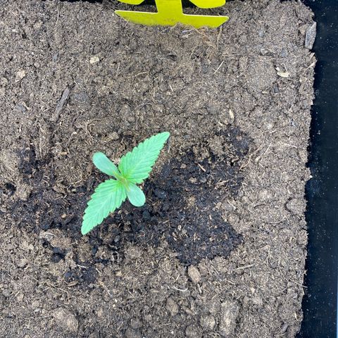 Royal Gorilla Automatic  growlog timeline photo