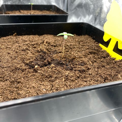 Royal Gorilla Automatic  growlog timeline photo