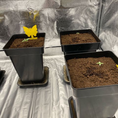 Royal Gorilla Automatic  growlog timeline photo