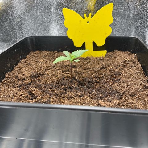 Royal Gorilla Automatic  growlog timeline photo