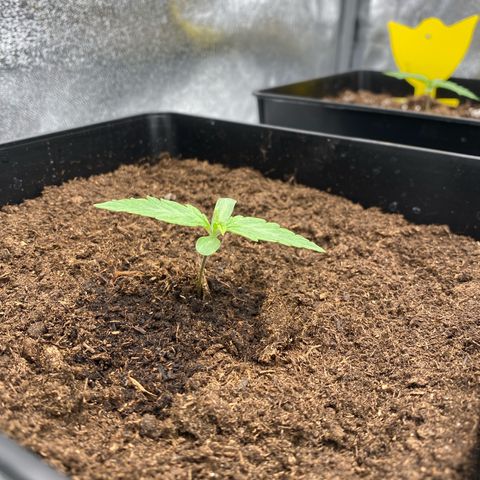 Milky Way growlog timeline photo