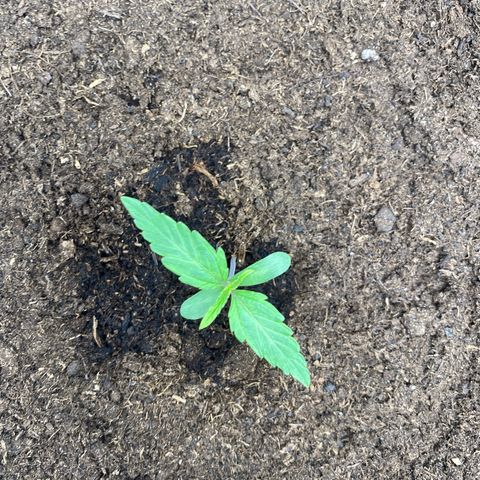 Milky Way growlog timeline photo