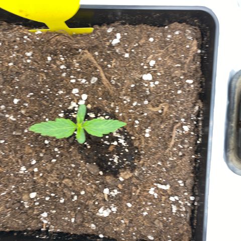 Milky Way growlog timeline photo