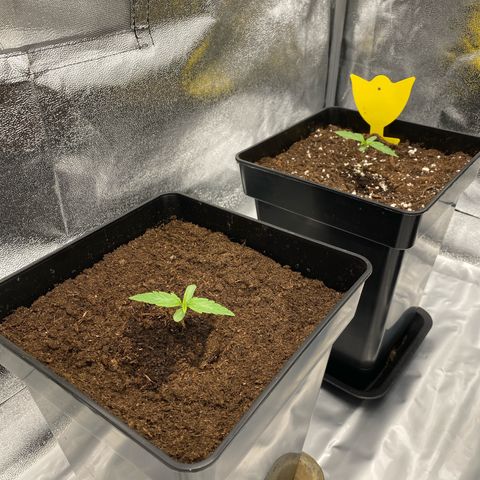 Milky Way growlog timeline photo