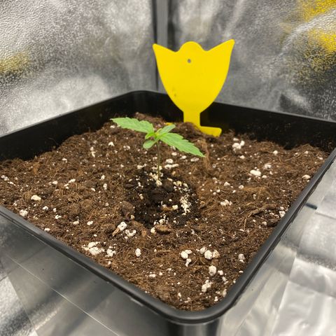 Milky Way growlog timeline photo