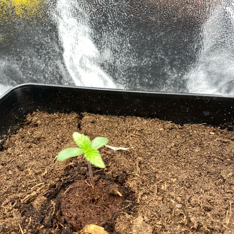 Royal Gorilla Automatic  growlog timeline photo