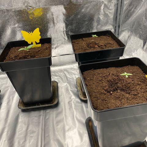 Royal Gorilla Automatic  growlog timeline photo