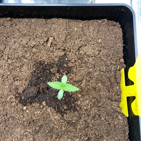 Royal Gorilla Automatic  growlog timeline photo