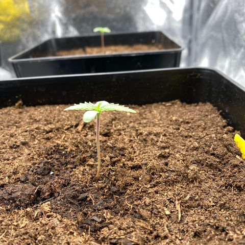 Royal Gorilla Automatic  growlog timeline photo