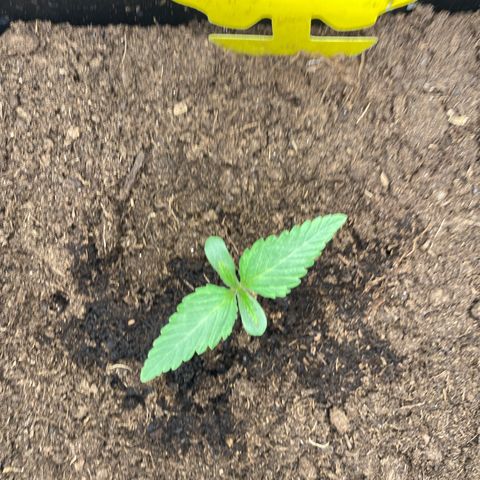 Royal Gorilla Automatic  growlog timeline photo