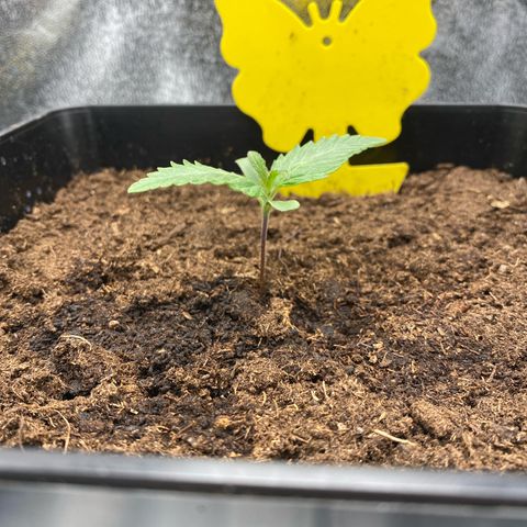 Royal Gorilla Automatic  growlog timeline photo