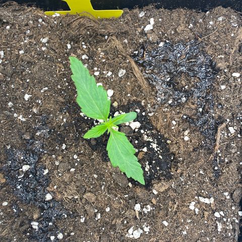 Milky Way growlog timeline photo
