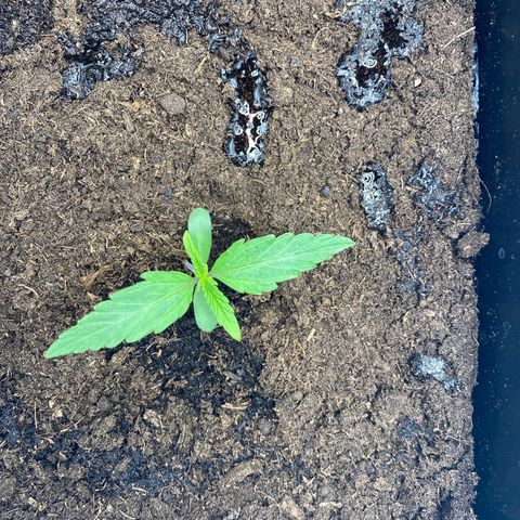 Milky Way growlog timeline photo