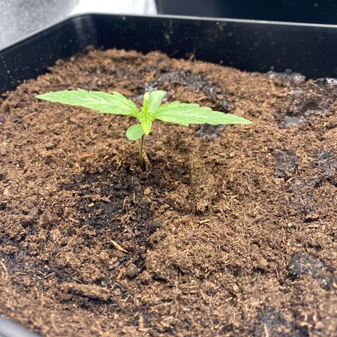 Milky Way growlog timeline photo
