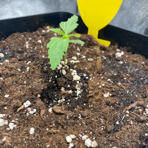 Milky Way growlog timeline photo