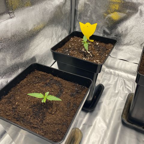Milky Way growlog timeline photo