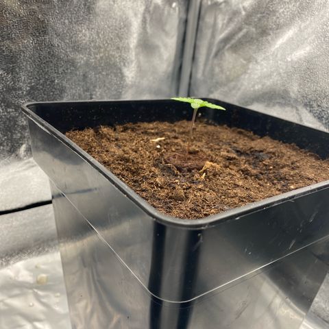 Royal Gorilla Automatic  growlog timeline photo