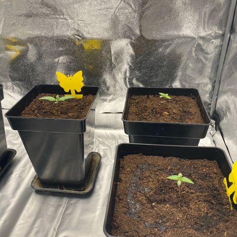 Royal Gorilla Automatic  growlog timeline photo