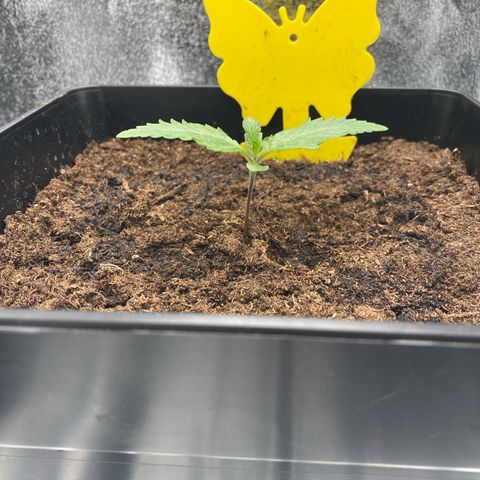 Royal Gorilla Automatic  growlog timeline photo
