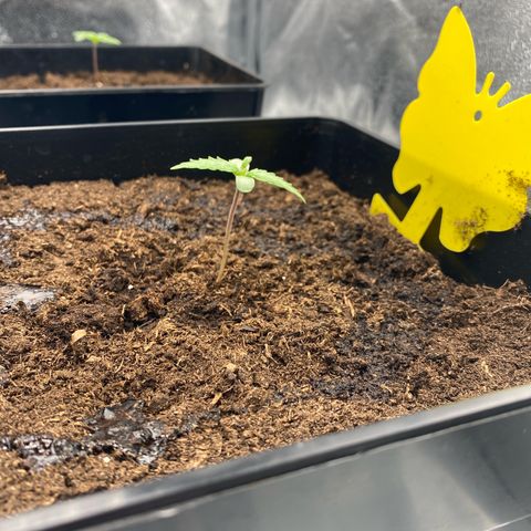 Royal Gorilla Automatic  growlog timeline photo