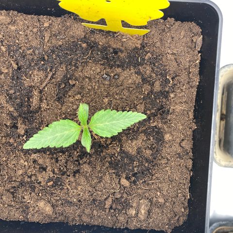 Royal Gorilla Automatic  growlog timeline photo